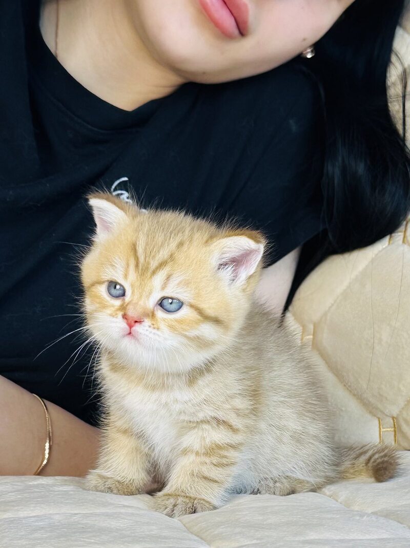 Evelyn British Shorthair female, cinnamon golden spotted tabby