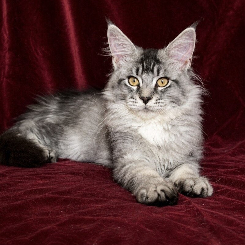 Hailen Maine Coon male, black silver ticked tabby