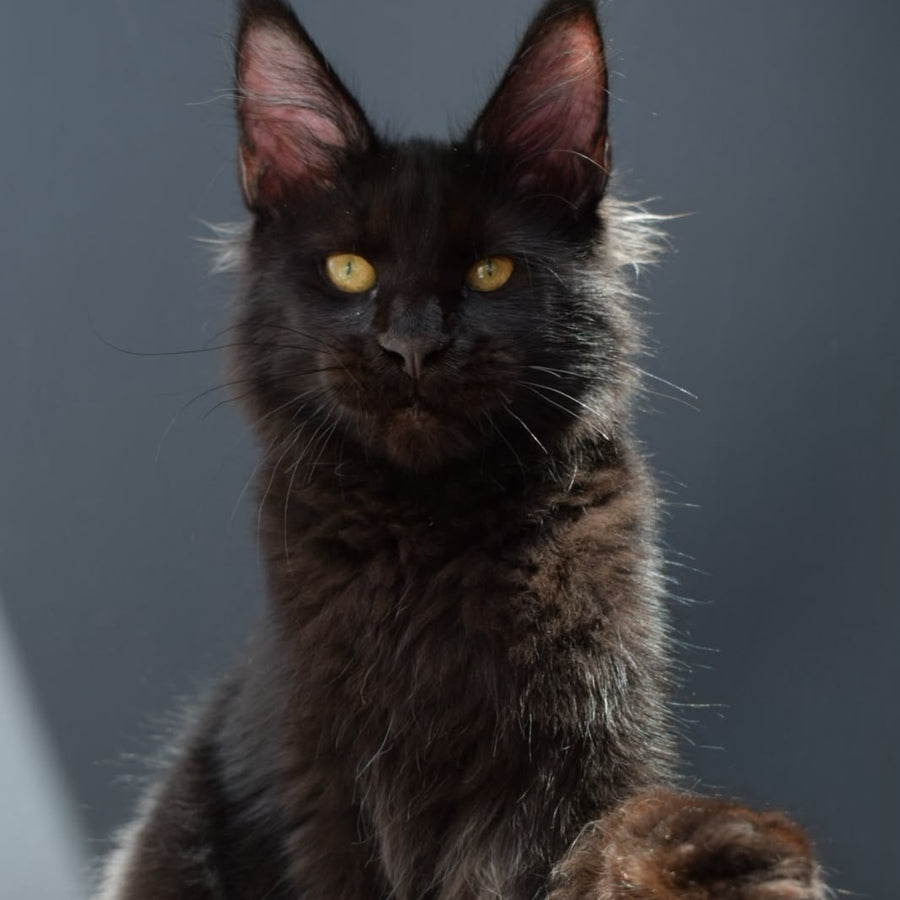 Aristocrat Maine Coon male, black