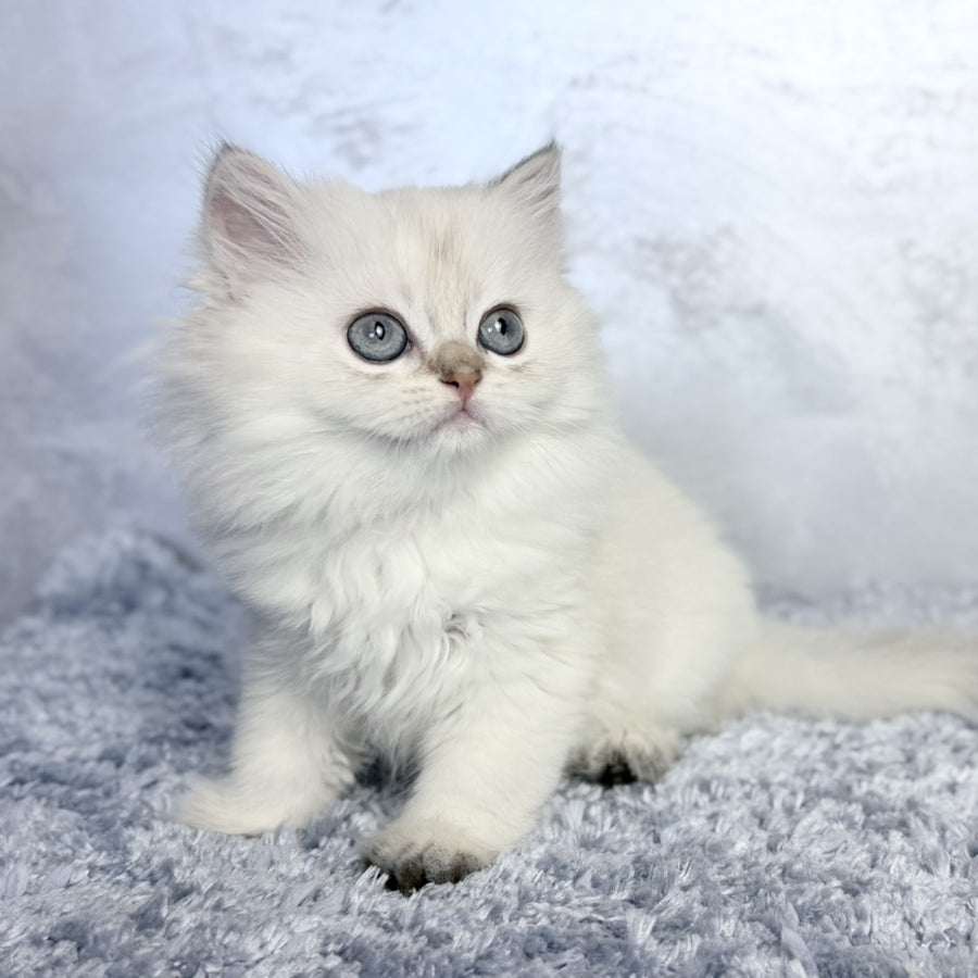 Josefina Scottish Straight female, black golden shaded pointed