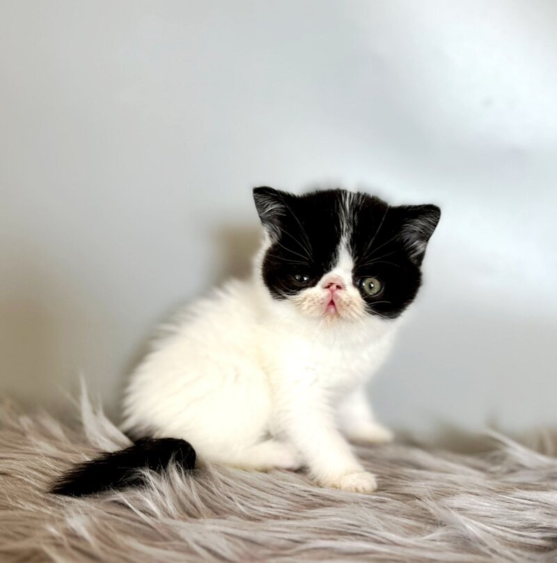 Zorro Exotic male, black van