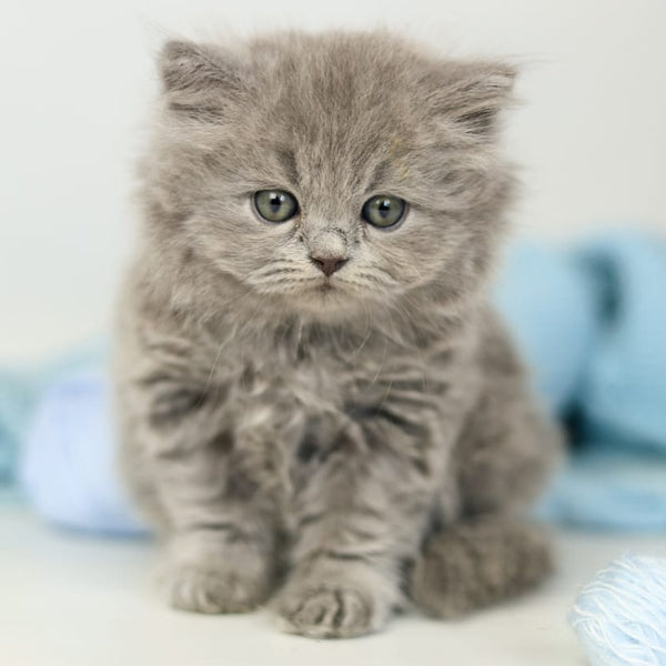 Pevana British Longhair female, blue