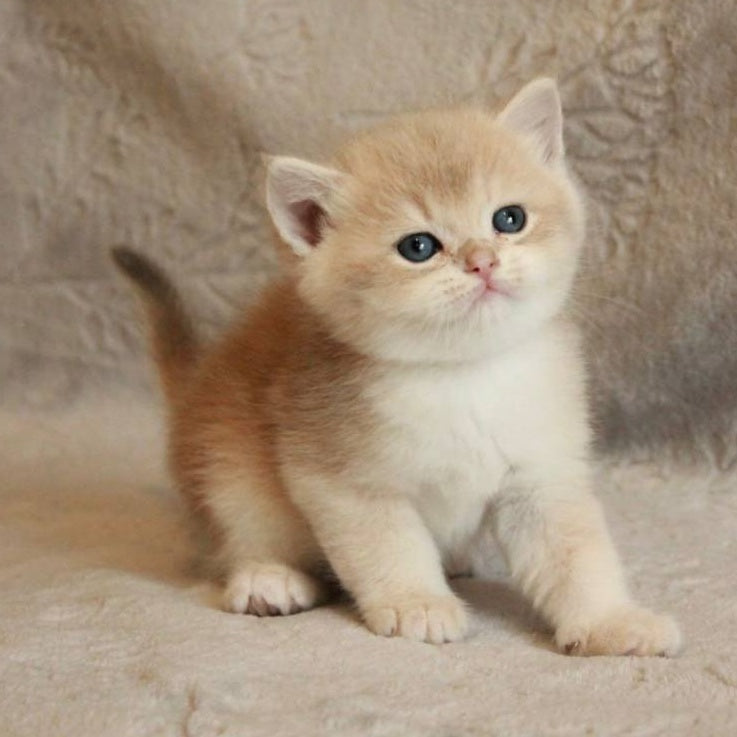 Major British Shorthair male, lilac golden chinchilla