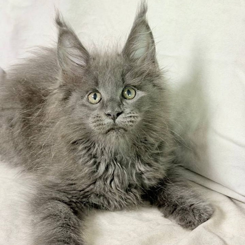 Jazz Maine Coon male, blue silver