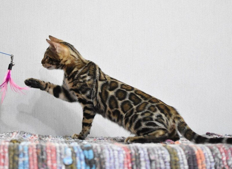 Gera Bengal male black spotted tabby - live animals