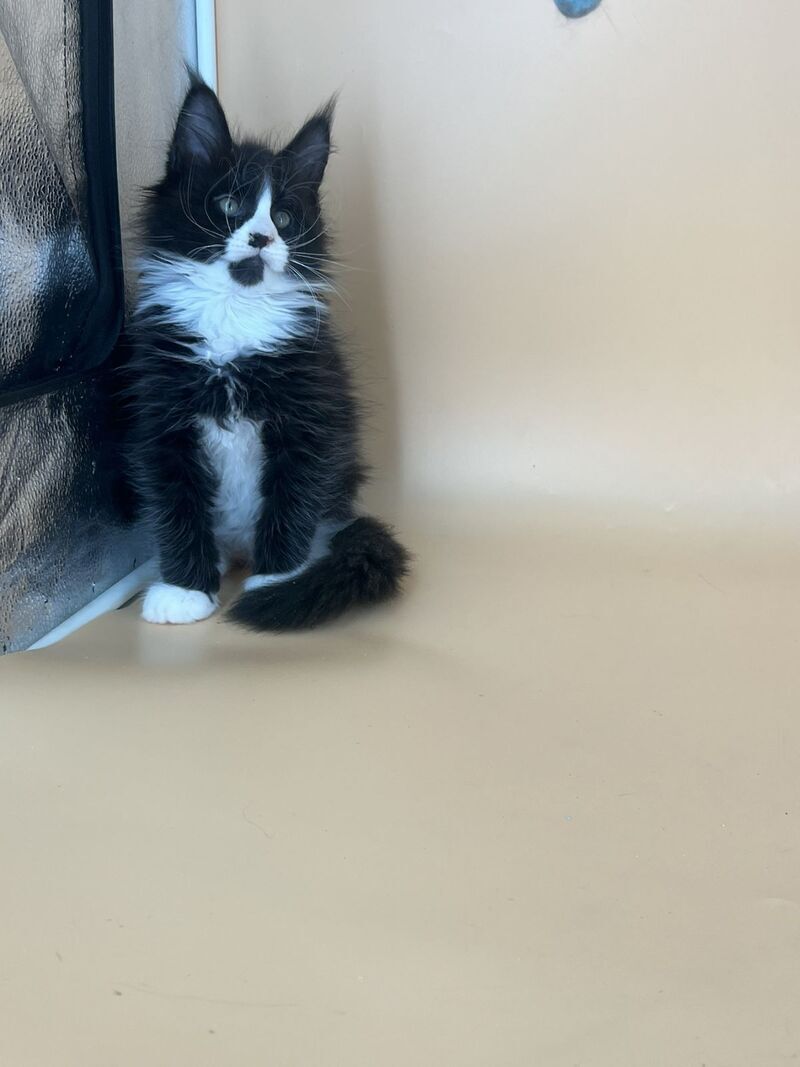 Bred Maine Coon male, black bicolour