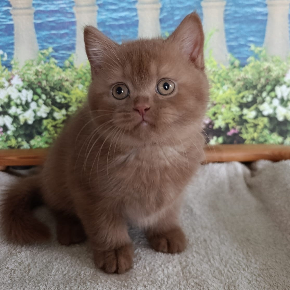 Madlen British Shorthair female, cinnamon