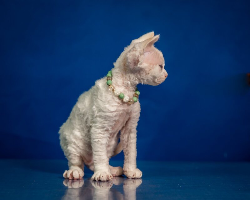 Ice Berry Devon Rex male red pointed - live animals