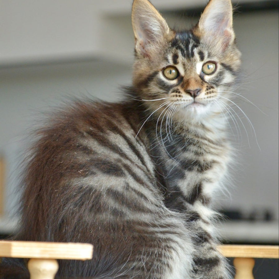 Yavanna Maine Coon female, black tabby