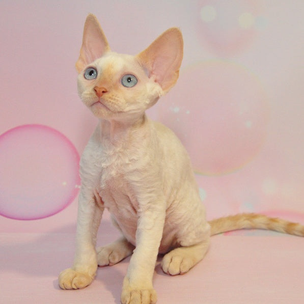 Ace Devon Rex male, red pointed
