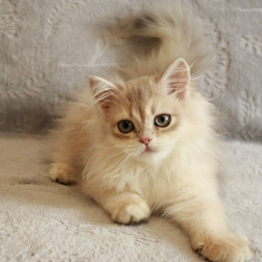 Kaiser British Longhair male, blue golden chinchilla