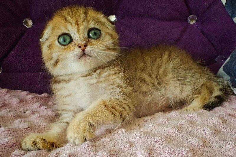 Sabina Scottish Fold female, black golden spotted tabby
