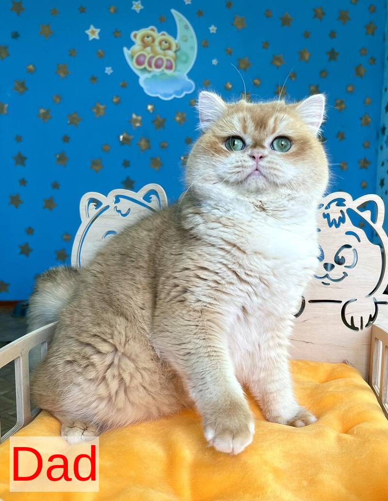 Alina British Shorthair female, black golden chinchilla