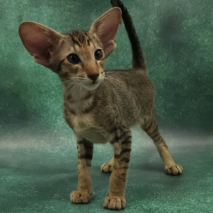 Azur Oriental Shorthair male, black spotted tabby