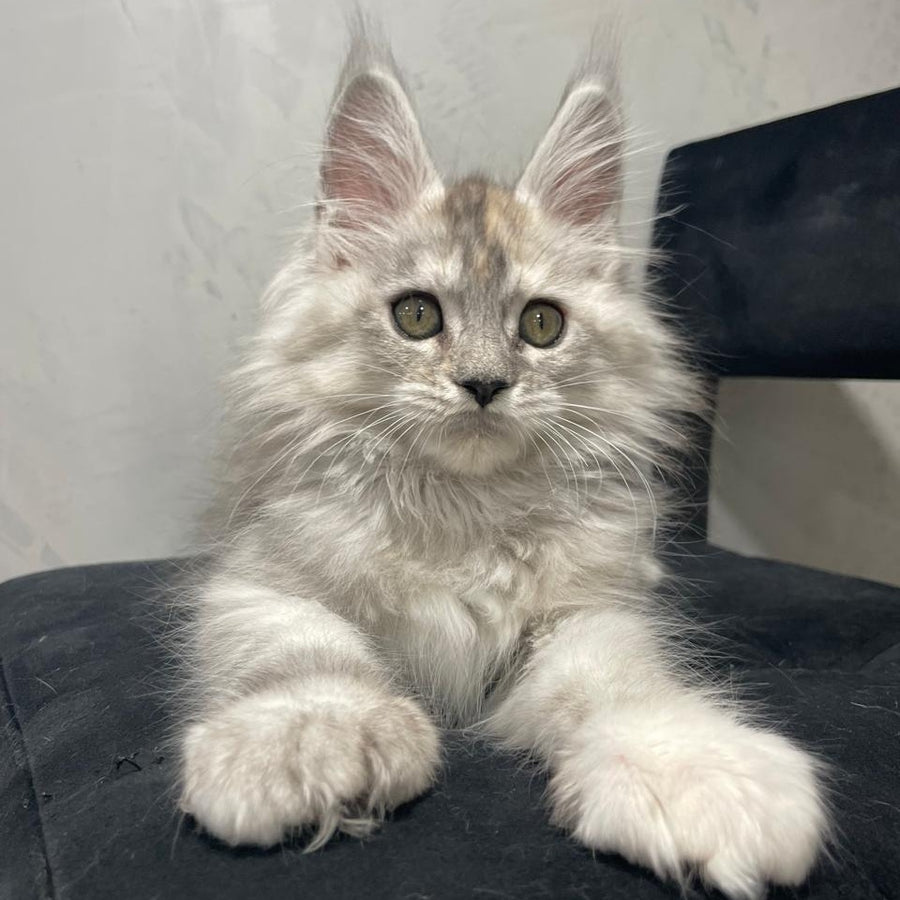 Tuffy Maine Coon polydactyl 5x6x6x6 female, black tortie silver