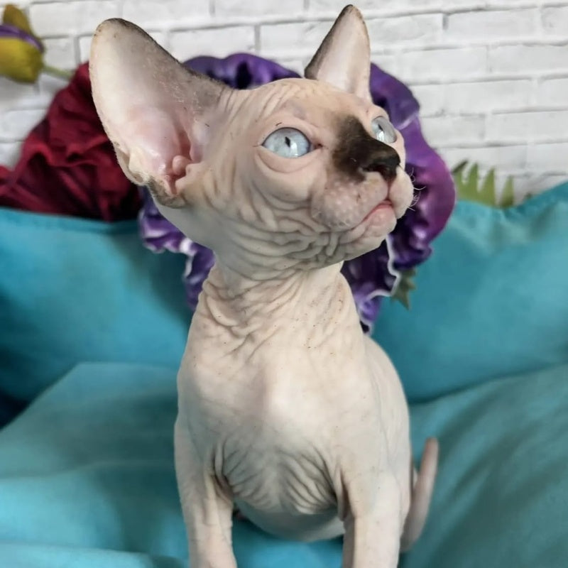 Bagrat Canadian Sphynx male, black pointed bicolour