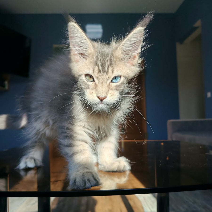 Talisman Maine Coon male, blue spotted tabby with white