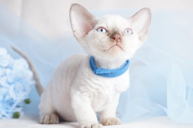 Oskar Devon Rex male, cinnamon pointed