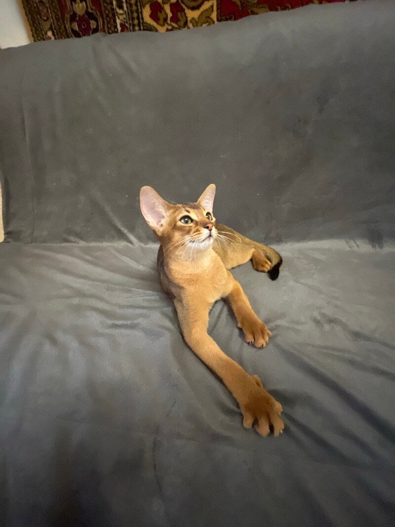 Boomer Abyssinian male black - live animals