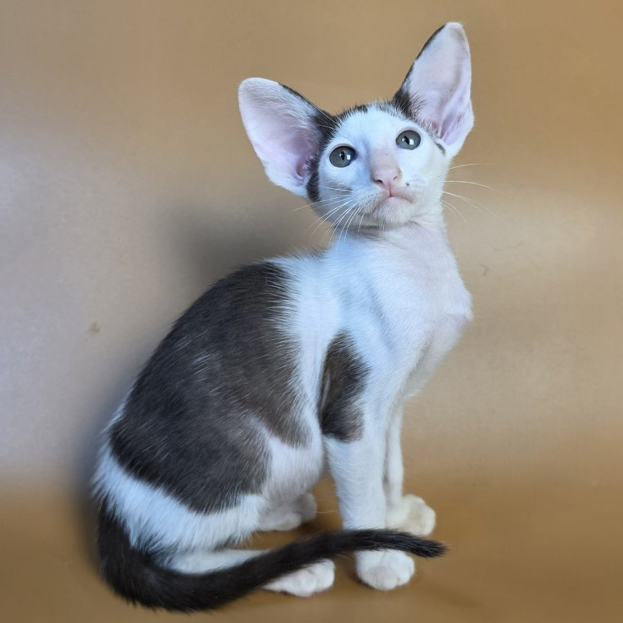 Akira Oriental Shorthair female, chocolate bicolour