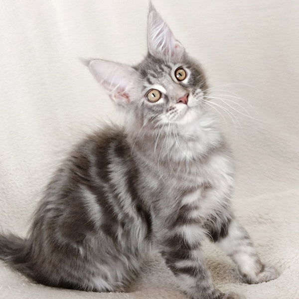 Quartz Beauty Maine Coon female, blue tabby