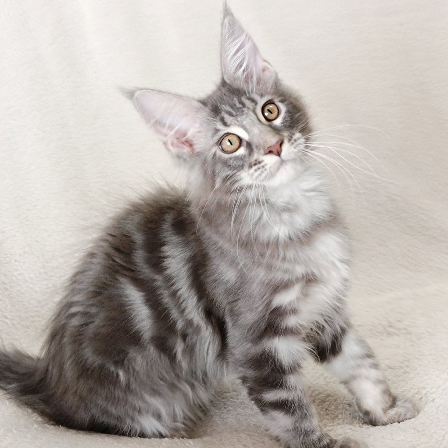 Quartz Beauty Maine Coon female, blue tabby