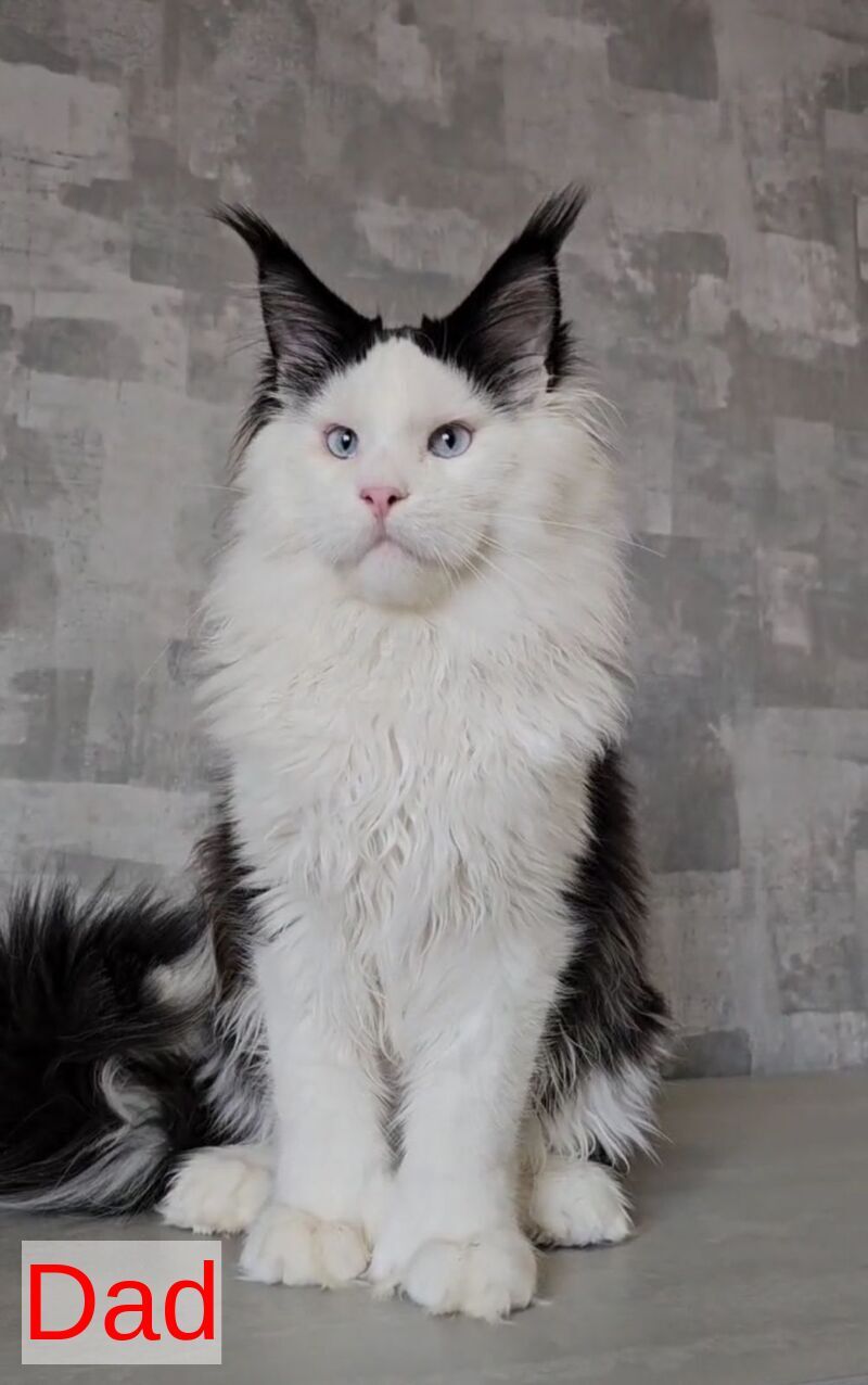 Hugo Maine Coon polydactyl male blue with white - live animals