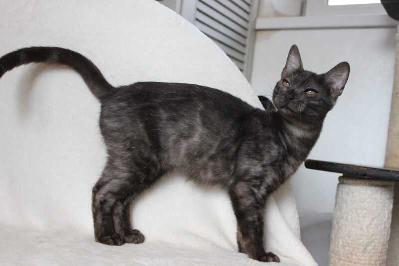 Ponti Bengal male, black silver