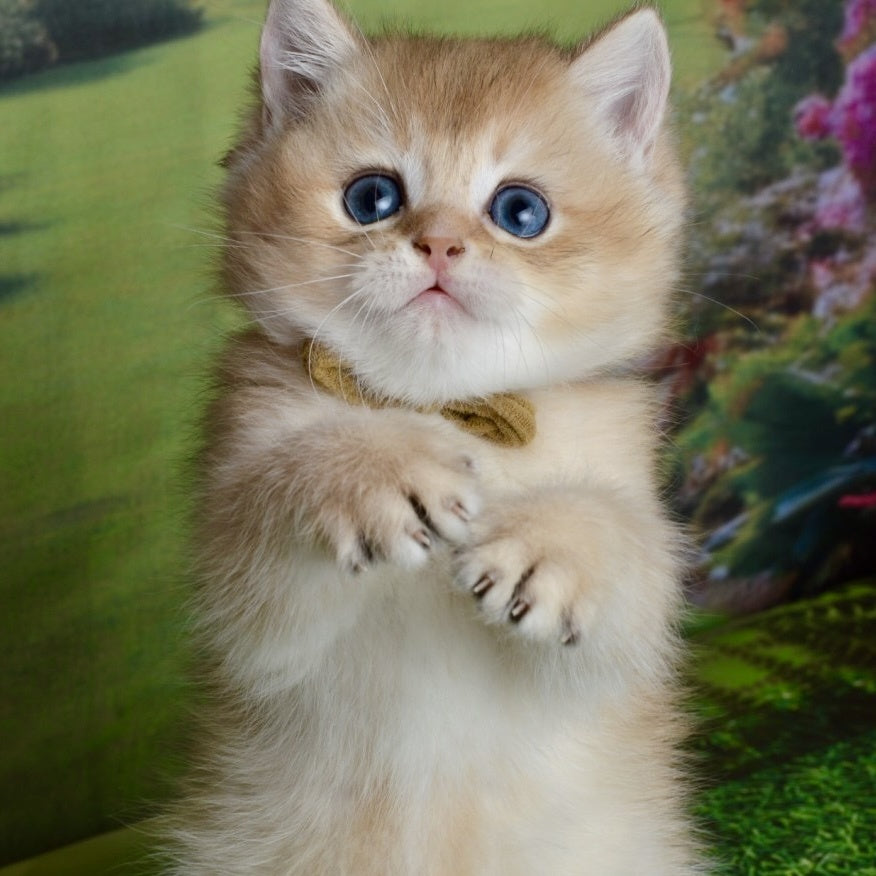 Ustin British Shorthair male, black golden shaded