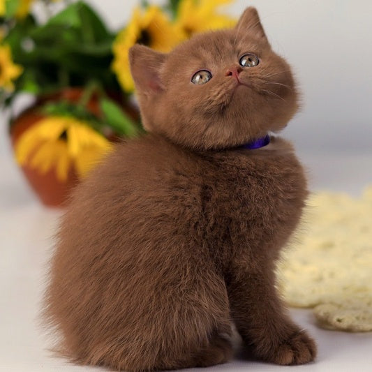 Martin British Shorthair male, cinnamon
