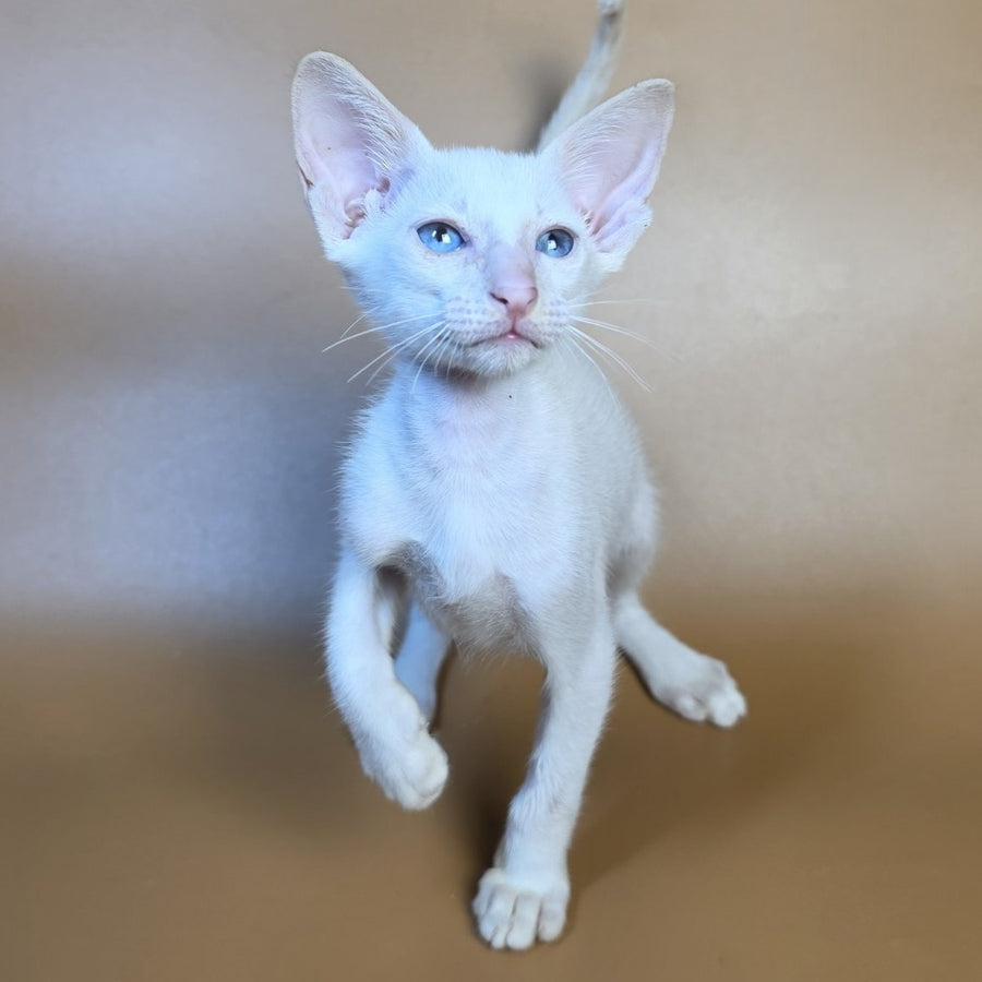 Draco Siamese male, red