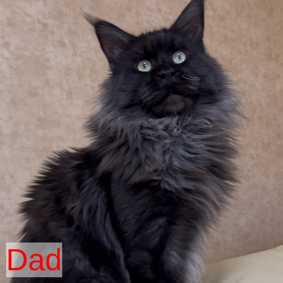 Roxy Maine Coon female, black tortie silver