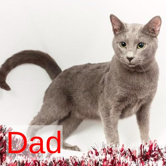 Laffy Russian Blue female, blue
