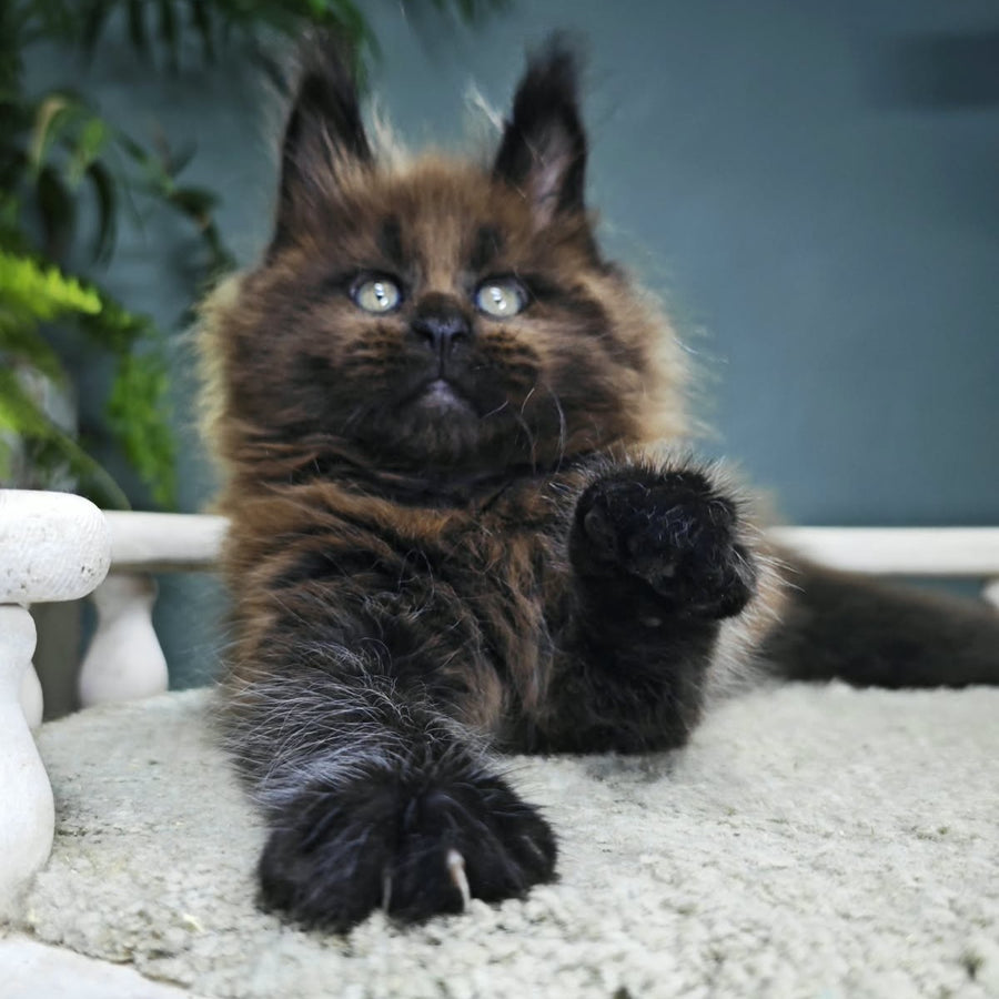 Geralt Maine Coon male, black