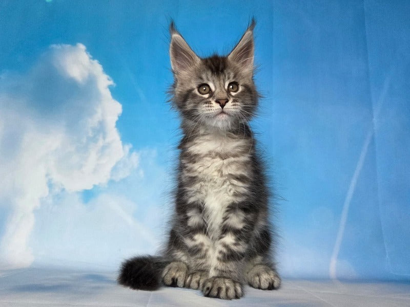 Quelea Maine Coon female, black silver tabby