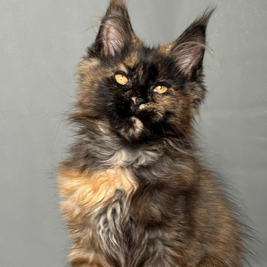 Infinity Maine Coon female, black tortie