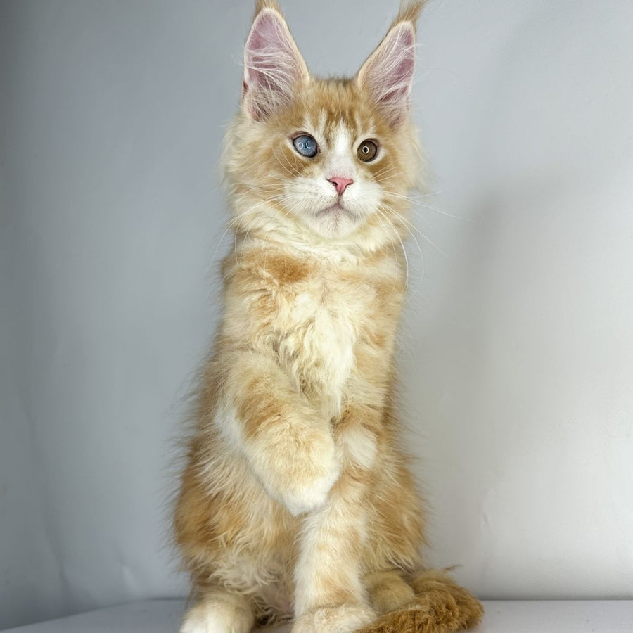 Carter Maine Coon male, red silver tabby with white
