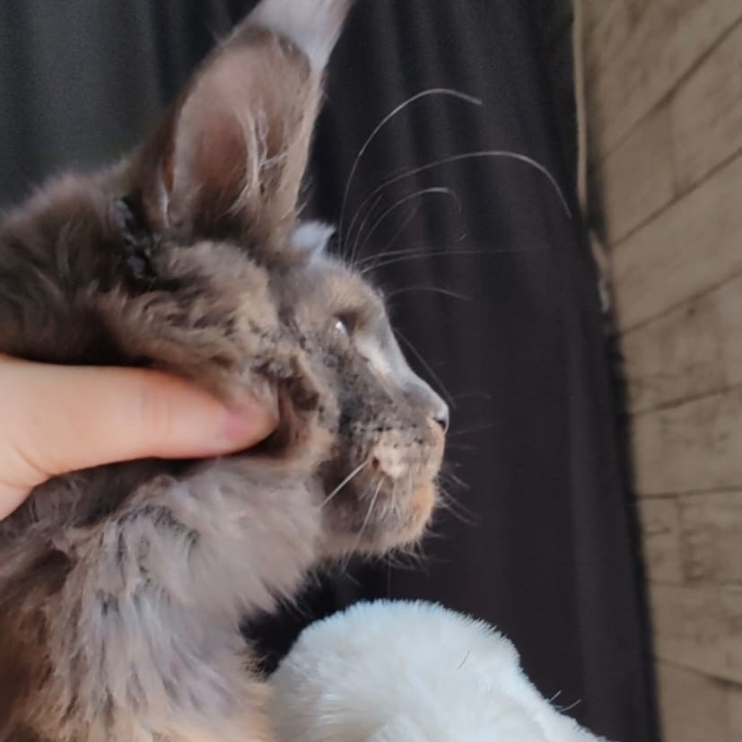 Sharhan Maine Coon male, black silver