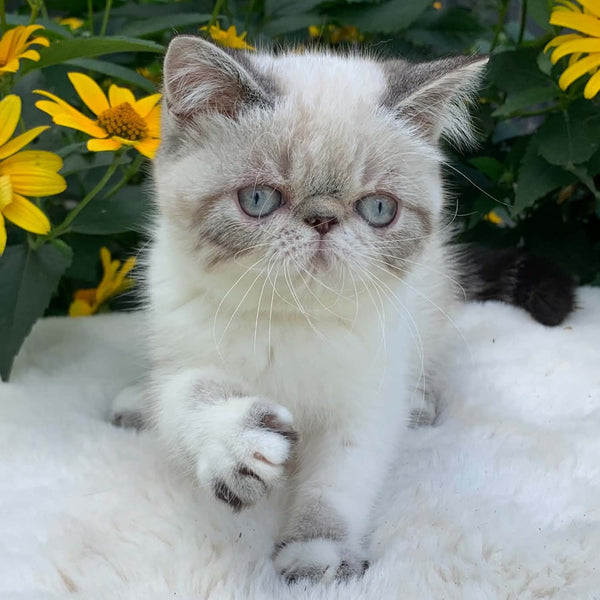 Margo Exotic female, black tabby pointed bicolour