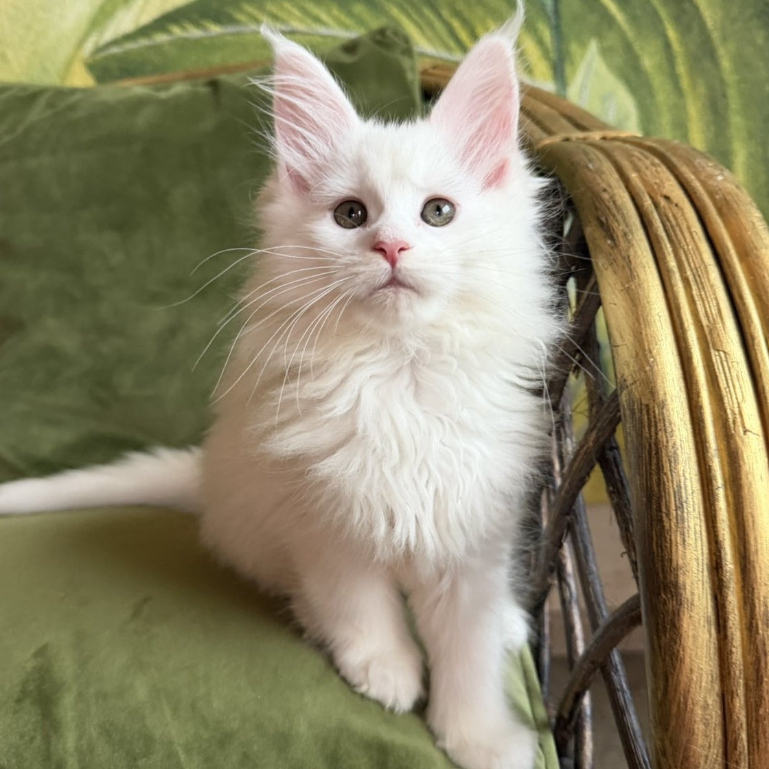 Cleopatra Maine Coon female, white