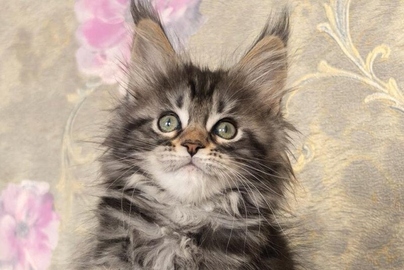 Dianne Maine Coon female black tabby live animals