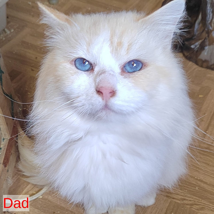 Izium Siberian male, blue tabby pointed bicolour