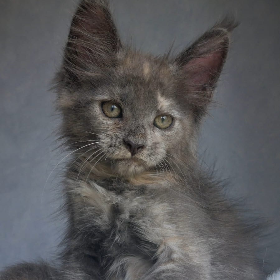 Penelope Maine Coon female, blue tortie