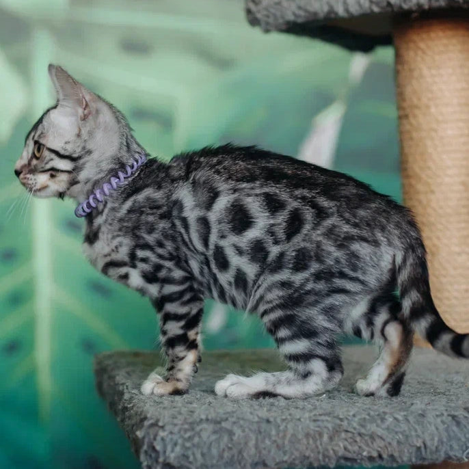Fleur Bengal female, black silver spotted tabby