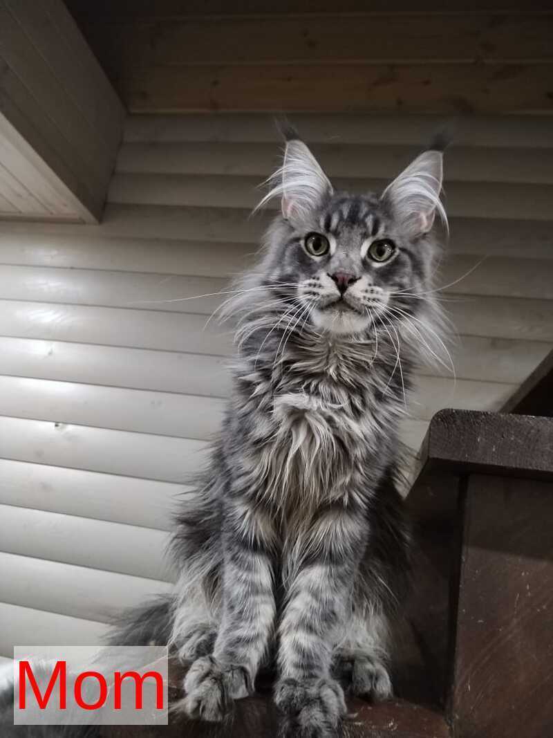 Dionysus Maine Coon male black silver tabby live animals