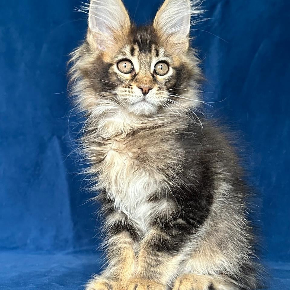 Maggie Maine Coon female, black ticked tabby