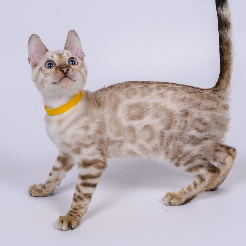 Walter Bengal male, black spotted tabby pointed