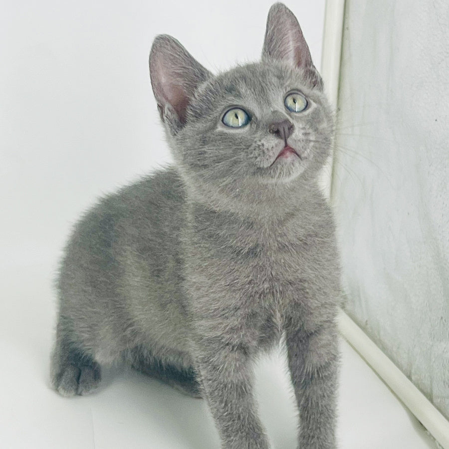 Archie Russian Blue male, blue