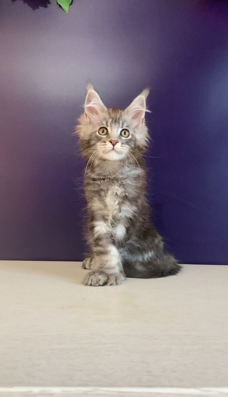 Norion Maine Coon polydactyl male, black silver tabby