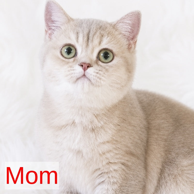 Golden Rose British Shorthair female, cinnamon golden shaded